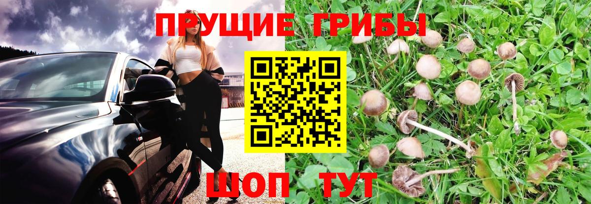 Псилоцибиновые грибы мухоморы Сланцы